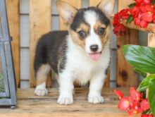 PEMBROKE WELSH CORGI PUPPIES FOR ADOPTION