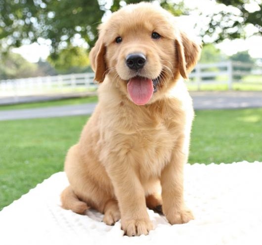 CKC GOLDEN RETRIEVER PUPPIES FOR RE-HOMING Image eClassifieds4u