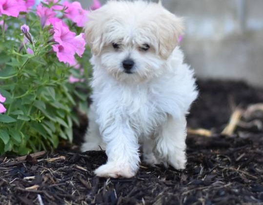 CKC MALTIPOO PUPPIES FOR RE-HOMING Image eClassifieds4u