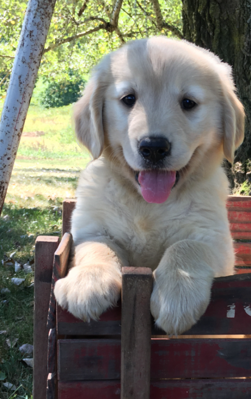 MALE AND FEMALE GOLDEN RETRIEVER PUPPIES AVAILABLE Image eClassifieds4u