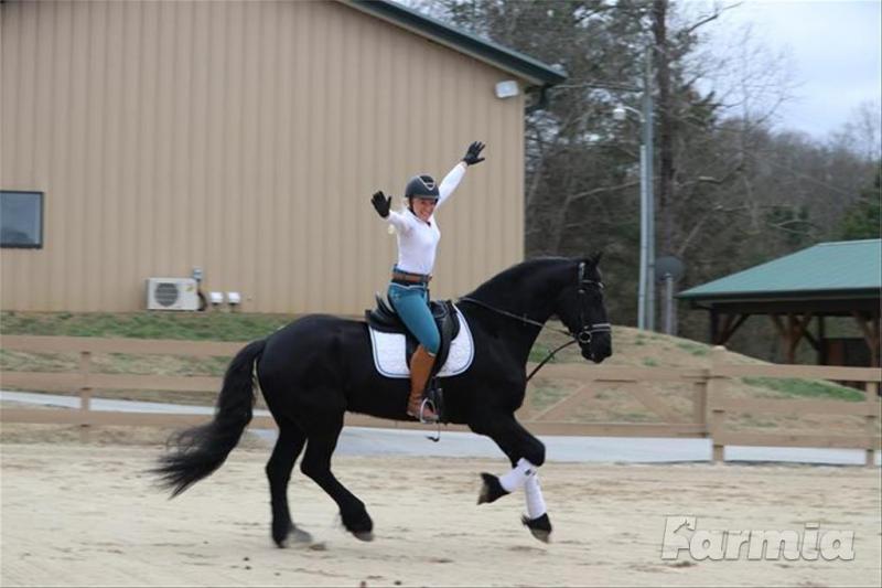 7yrs Fairytale Gelding,This is truly a dream horse! Experienced,FANTASTIC on Trails, 2nd level dres Image eClassifieds4u