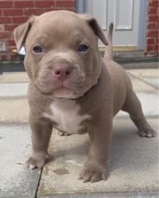 Blue nose pittbull puppies Ready to go now