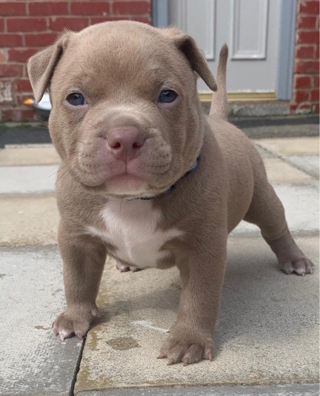 Blue nose pittbull puppies Ready to go now Image eClassifieds4u