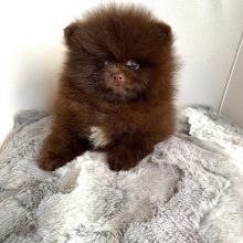 Chocolate Mini Pomeranian Puppies Available now