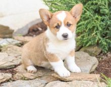 MALE AND FEMALE PEMBROKE WELSH CORGI PUPPIES AVAILABLE