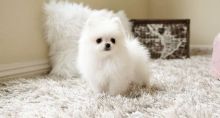 Pure white teacup pomeranian puppies for sweet homes.