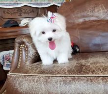 Quality Teacup Maltese puppies for good homes now