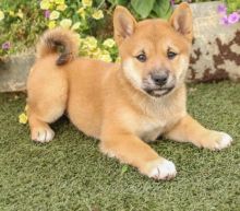 SHIBA INU PUPPIES FOR ADOPTION