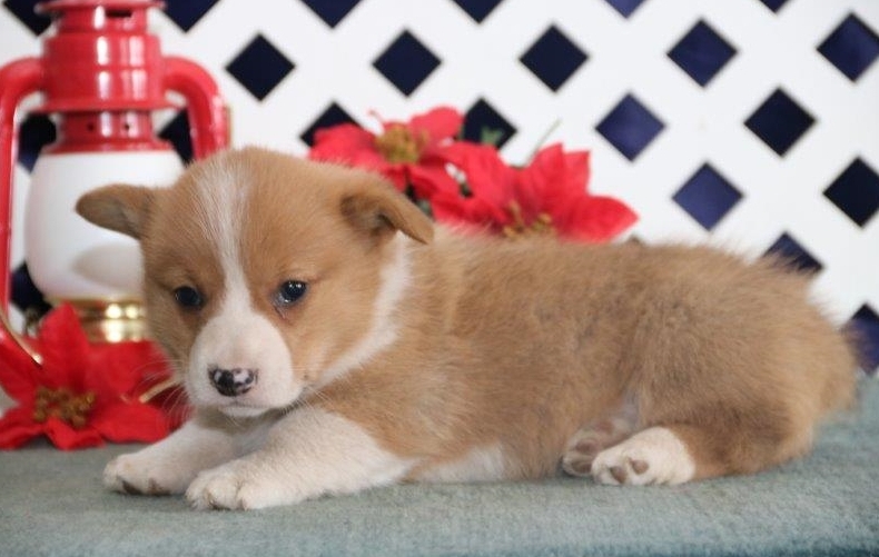 Corgi puppies available for good homes now. Image eClassifieds4u