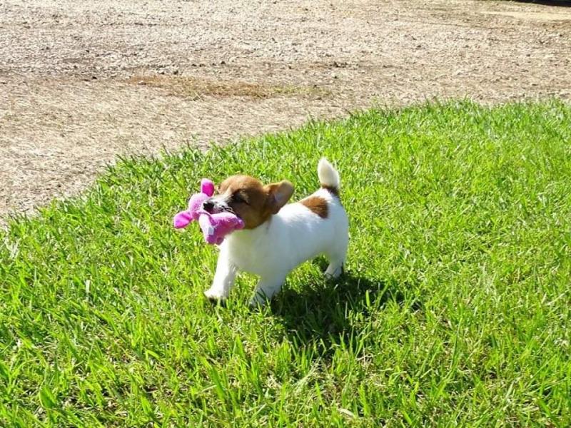 Jack Russell Terrier Puppies Ready Now Image eClassifieds4u