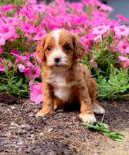 CKC CAVAPOO PUPPIES FOR RE-HOMING Image eClassifieds4U