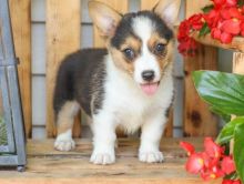 CKC PEMBROKE WELSH CORGI PUPPIES FOR RE-HOMING Image eClassifieds4U