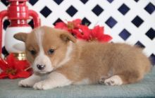 Corgi puppies available for good homes now. Image eClassifieds4U