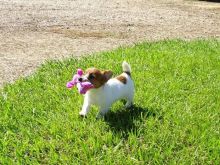 Jack Russell Terrier Puppies Ready Now Image eClassifieds4U