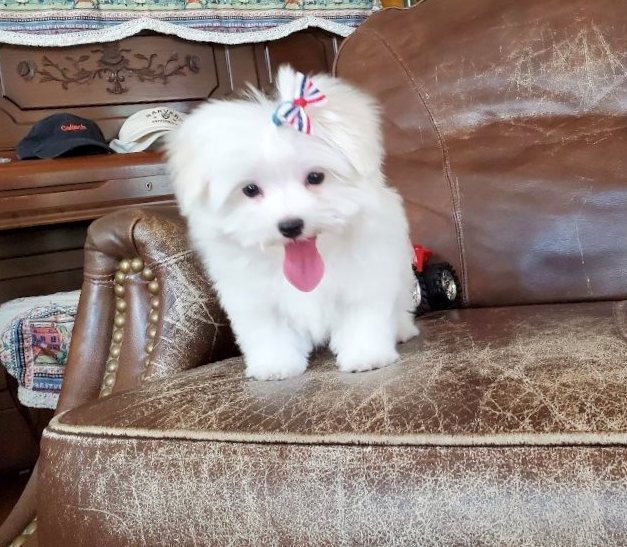 Quality Teacup Maltese puppies for good homes now Image eClassifieds4u