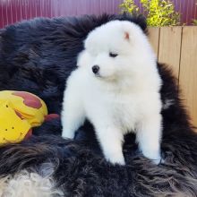 Samoyedo Puppies for adoption!!! (210) 874 5491