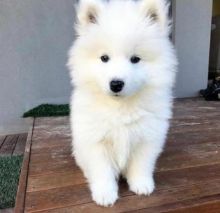 Samoyedo Puppies for adoption!!! (210) 874 5491