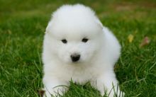 Samoyedo Puppies for adoption!!! (210) 874 5491