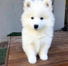 Samoyedo Puppies for adoption!!! (210) 874 5491 Image eClassifieds4u 1