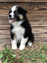 Tri-Colored Australian Shepherd