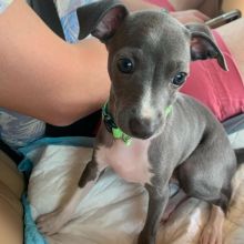 Adorable Italian Greyhound Puppies available (mccauley.cauley@gmail.com)