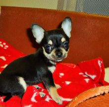Gorgeous Chihuahua Pups (lindsayurbin@gmail.com)