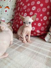 HYPOALLERGENIC 100% HAIRLESS SPHYNX CAT!