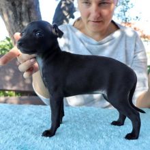 Lovely male and female Italian Greyhound puppies (mccauley.cauley@gmail.com)