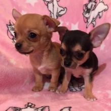 Outstanding Chihuahua Puppies Available(lindsayurbin@gmail.com)