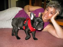 Sweetest French Bulldog Puppies Ready