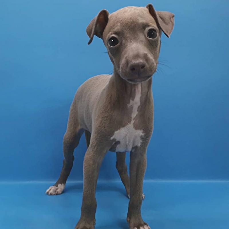 Awesome Italian Greyhound Puppies available (mccauley.cauley@gmail.com) Image eClassifieds4u