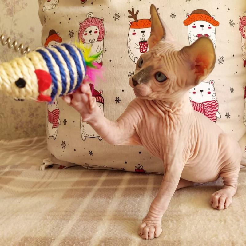 HYPOALLERGENIC 100% HAIRLESS SPHYNX CAT! Image eClassifieds4u