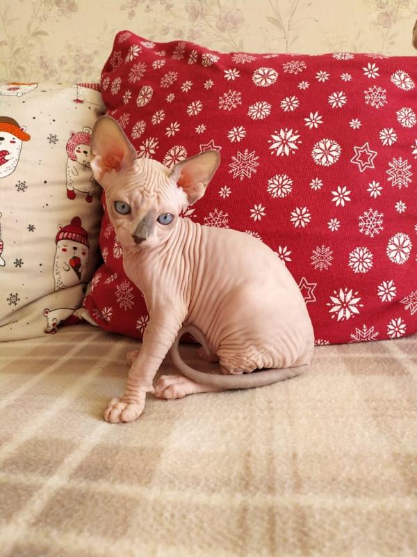 HYPOALLERGENIC 100% HAIRLESS SPHYNX CAT! Image eClassifieds4u