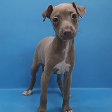fantastic playful Italian Greyhound Puppies available (mccauley.cauley@gmail.com) Image eClassifieds4U