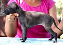 Lovely blue Italian Greyhound Puppy available (mccauley.cauley@gmail.com) Image eClassifieds4u 1