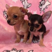 Outstanding Chihuahua Puppies Available(lindsayurbin@gmail.com) Image eClassifieds4u 1