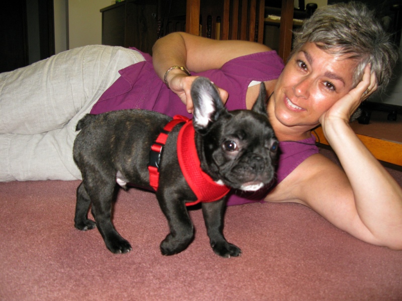 Sweetest French Bulldog Puppies Ready Image eClassifieds4u