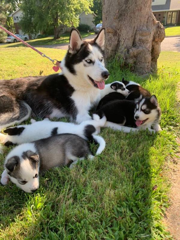 Adorable Siberian husky puppies Image eClassifieds4u