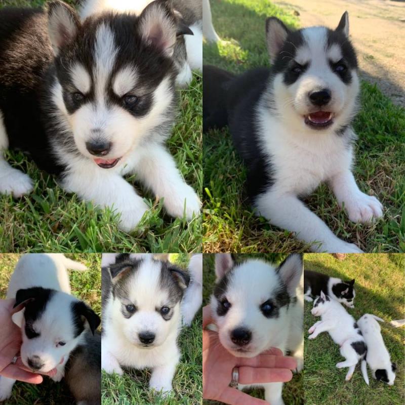 Adorable Siberian husky puppies Image eClassifieds4u