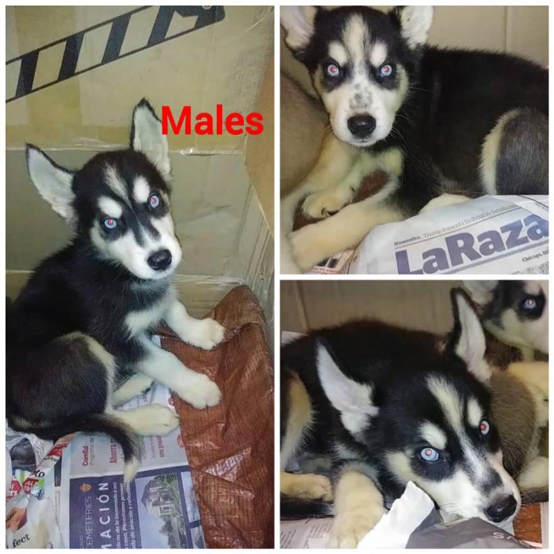 Adorable Siberian husky puppies Image eClassifieds4u
