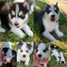 Adorable Siberian husky puppies Image eClassifieds4u 2