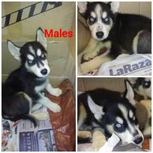 Adorable Siberian husky puppies Image eClassifieds4U