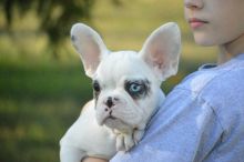 Beautiful French Bulldog Puppies For Sale.