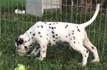 Beautiful Spotted Dalmatian Pups For Sale.