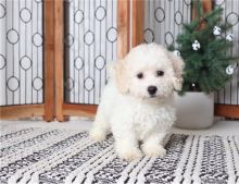 Bichon Frise Puppies For Sale.