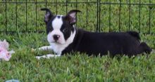 Boston Terrier Puppies For Sale.