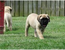 Bullmastiff Puppies Ready Now For Sale.