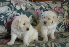 Golden Retriever Puppies For Sale.
