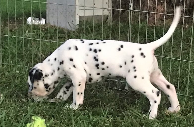 Beautiful Spotted Dalmatian Pups For Sale. Image eClassifieds4u