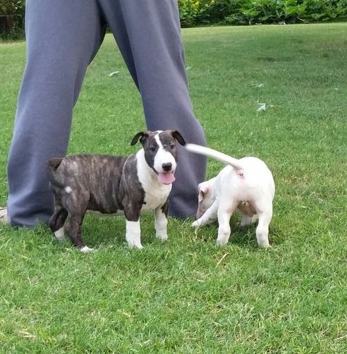 English Bull Terrier Puppies For Sale. Image eClassifieds4u